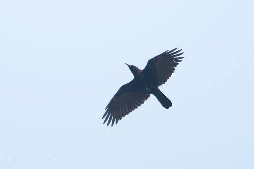 Carrion Crow