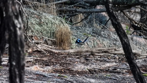 Superb Fairywren