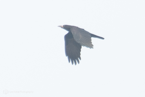 Rook