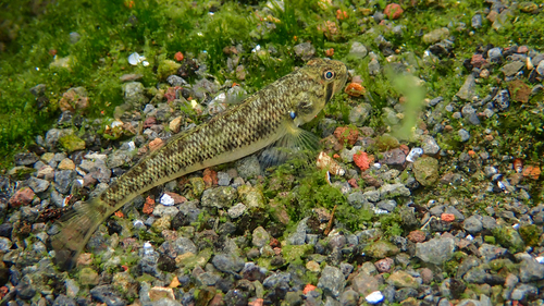Stenogobius, 2026-10-04
