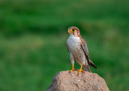 iNaturalist image