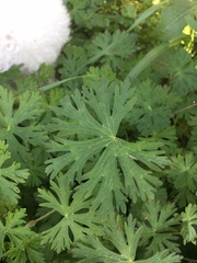Geranium bicknellii