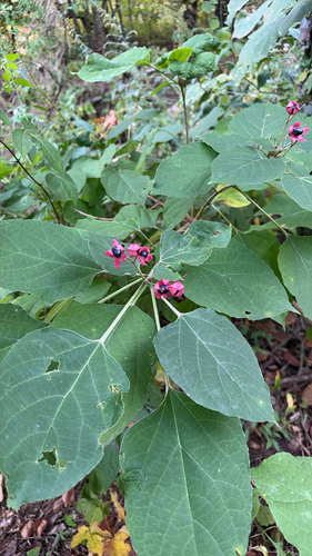 Harlequin glorybower