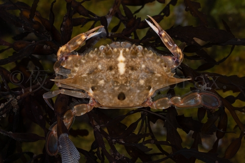 Three-spotted Swimmer Crab