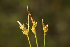 Carex rossii