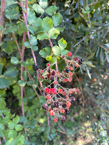 Holy Bramble