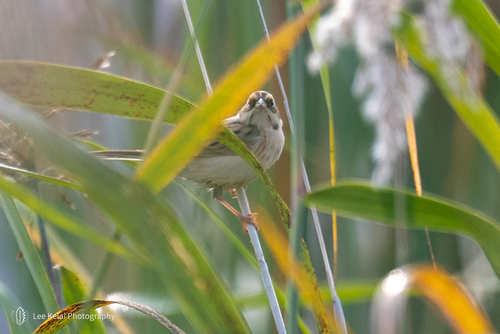 Ochre-rumped Bunting