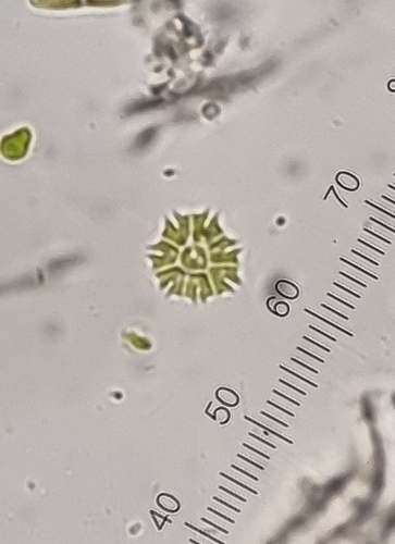 Stauridium tetras observed 2026-10-11
