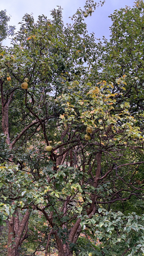 Chinese Quince