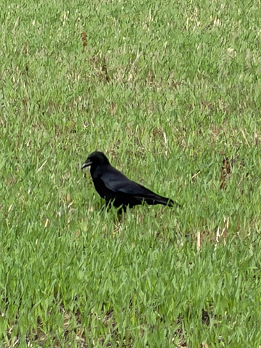 Carrion Crow