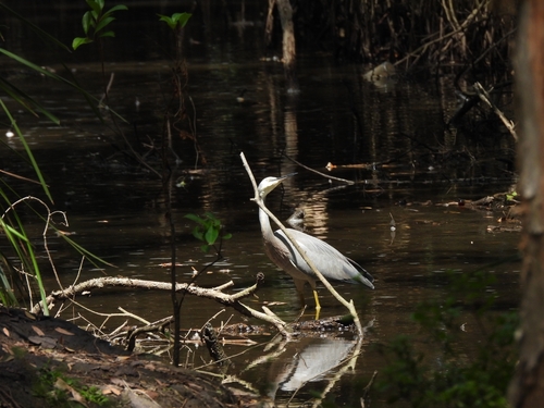 White-faced Heron