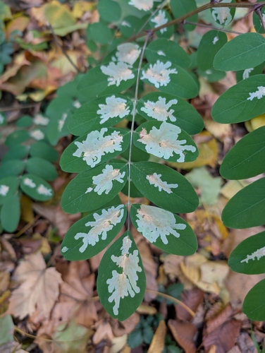 Locust Digitate Leafminer Moth
