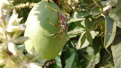 Holhymenia histrio