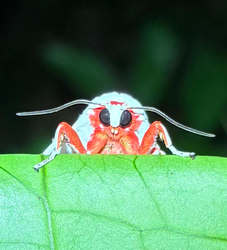 Balacra pulchra