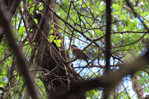 iNaturalist image