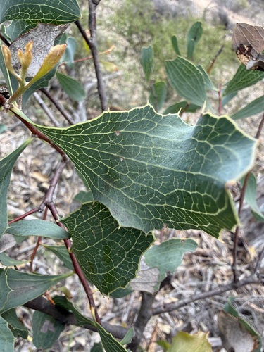 Wavy-leaved Hakea