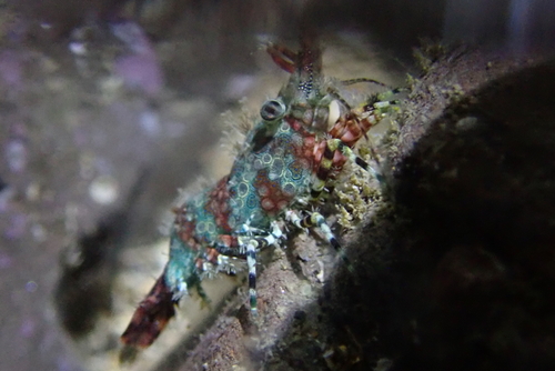 Saron marmoratus observed 2026-10-10