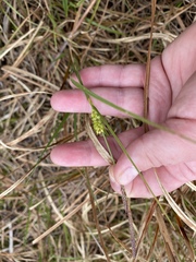 Carex striata