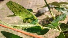 Adurgoa gonagra