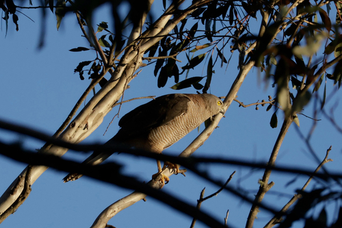Brown Goshawk