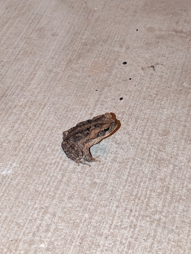 Rhinella marina observed 2026-10-10