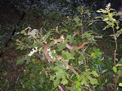 Rhabdophis subminiatus