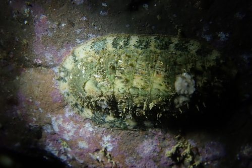 Lepidozona coreanica, 2026-10-11