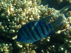 Abudefduf bengalensis