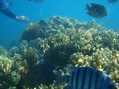 Abudefduf bengalensis