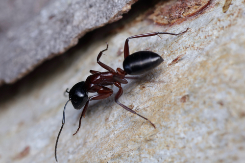 Camponotus innexus