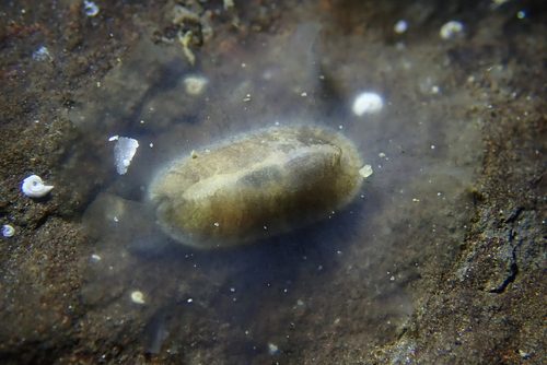 Scutus unguis observed 2026-10-11