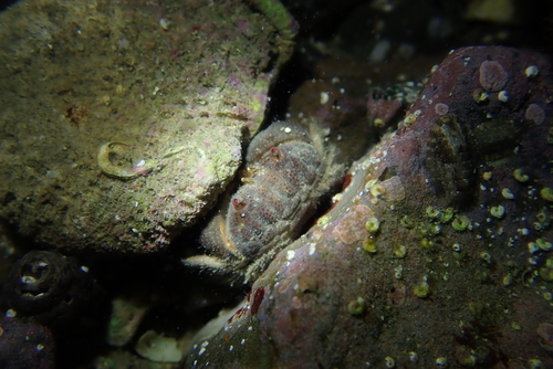 Actaeodes tomentosus observed 2026-10-11
