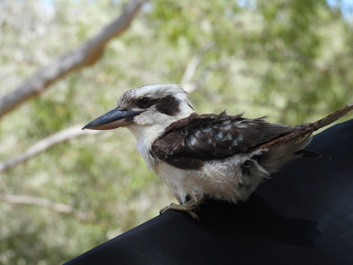 Laughing Kookaburra
