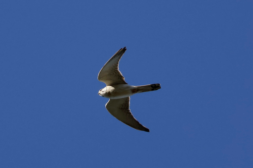 Nankeen Kestrel