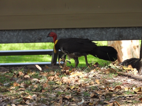 Australian Brushturkey