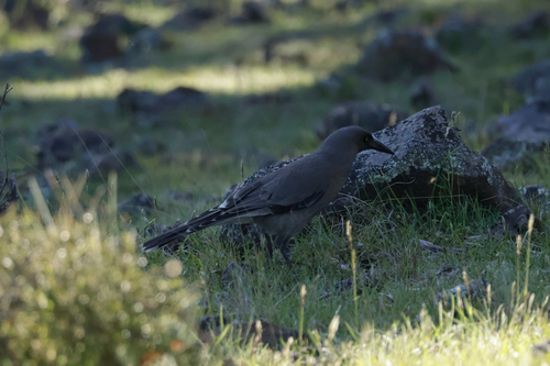 Southeastern Grey Currawong