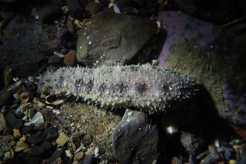 Holothuria pardalis observed 2026-10-11