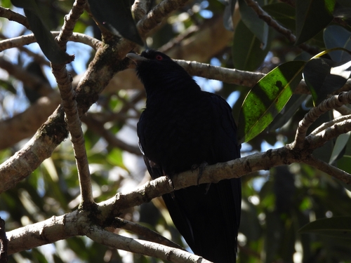 Pacific Koel
