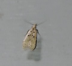 Dichomeris punctipennella