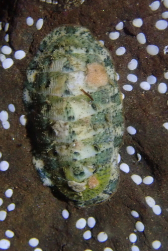 Lepidozona coreanica, 2026-10-11