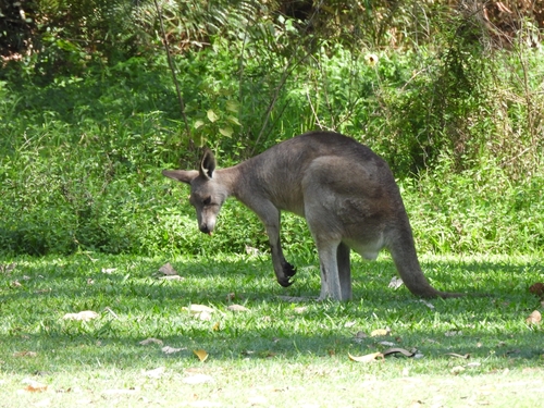Eastern Grey Kangaroo