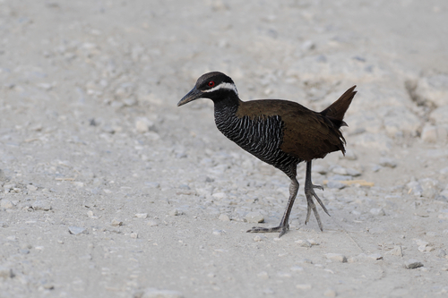 Gallirallus torquatus observed 2026-09-26