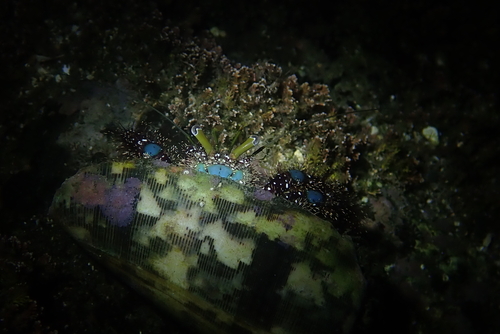 Dardanus guttatus observed 2026-10-11