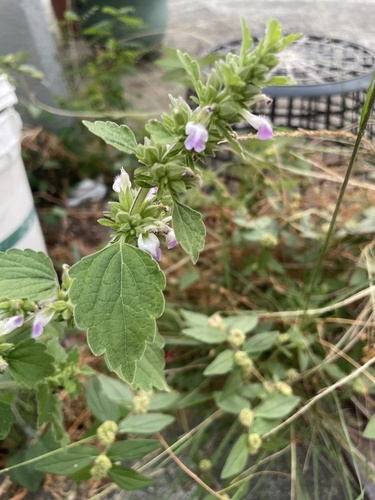 Anisomeles indica observed 2026-10-11