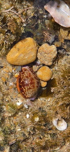 Cypraea helvola observed 2026-09-24