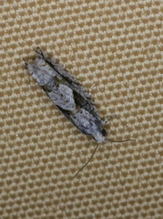 Gretchena delicatana