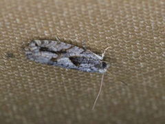 Gretchena delicatana