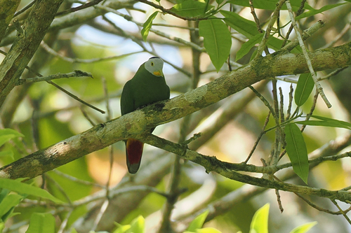 Ptilinopus melanospilus observed 2026-09-27