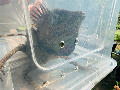 Gonocephalus bellii observed 2026-10-11