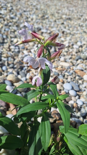 common soapwort